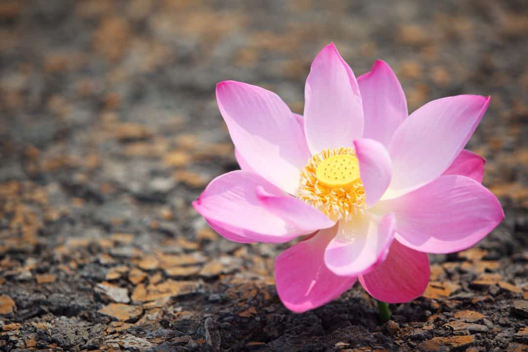 beautiful lotus flower on cracked soil Aardvark Israel